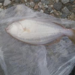 またまたソゲが1枚