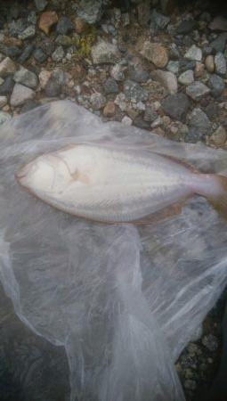 またまたソゲが1枚