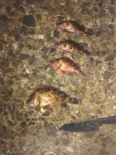 ロックフィッシュねらいでデカガシラ