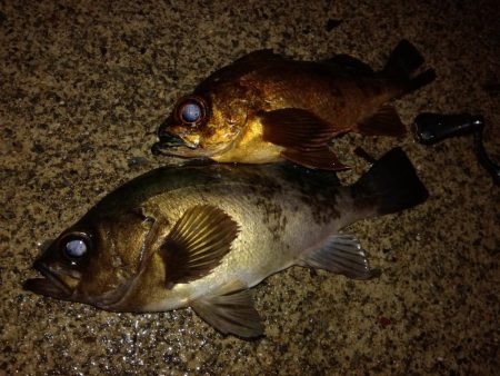 アジングのつもりでしたが