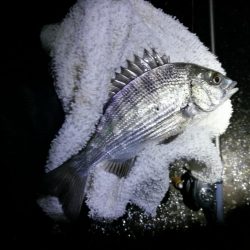 南港フェリーヘチ釣り （GW1日目～ 小チヌ,根魚の釣果有り）