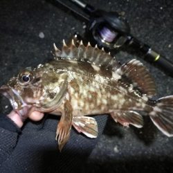 南港カモメ大橋 釣行 (GW3日目~ 小キビレチヌ,根魚の釣果有り)