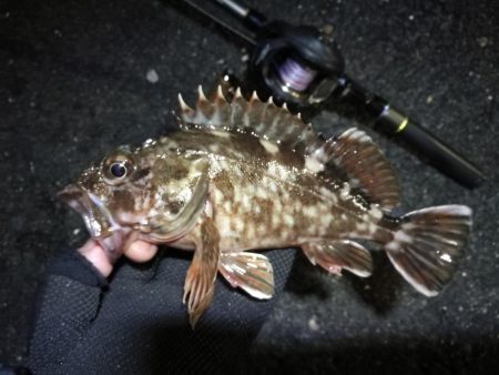 南港カモメ大橋 釣行 （GW3日目～ 小キ…