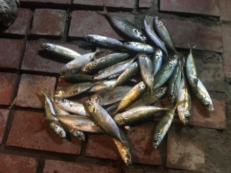 コアジ31匹、コイワシ3匹