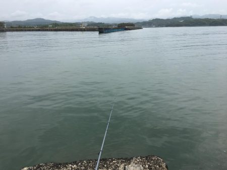 アジ12匹、マハタ1匹、コノシロ1匹