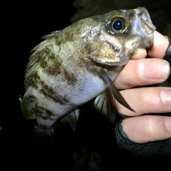 週の真ん中メバリング！