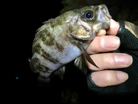 週の真ん中メバリング！