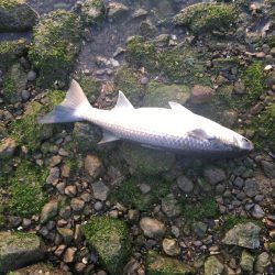 ボラばっかり……