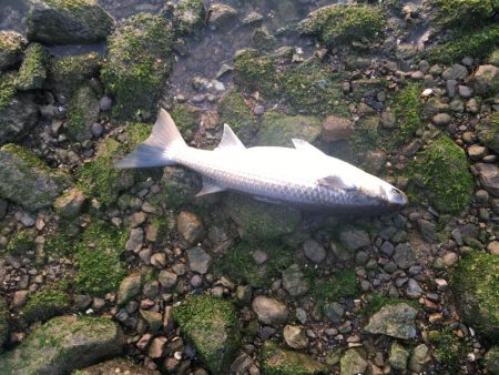 ボラばっかり……