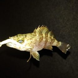 雨が降るまでの釣行