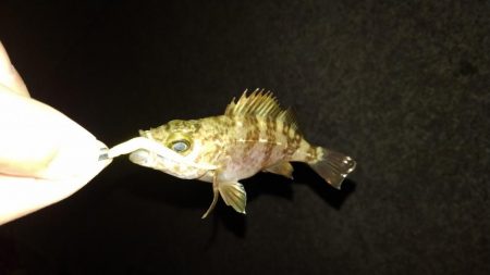 雨が降るまでの釣行