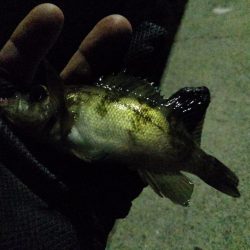 子メバルばかり