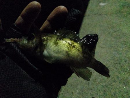 子メバルばかり