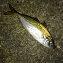 メバルプラッギング!