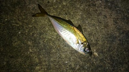 メバルプラッギング!