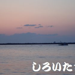 エギでイカを人生初！釣りました。