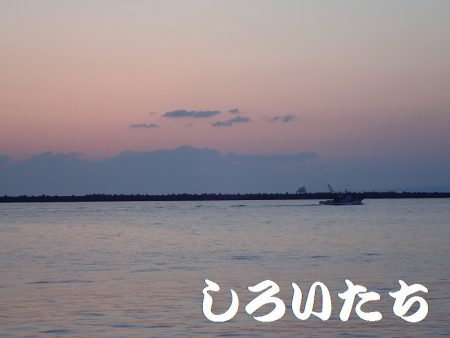 エギでイカを人生初！釣りました。