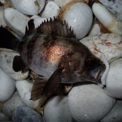 泉佐野サーフエリアでメバリング(^^)