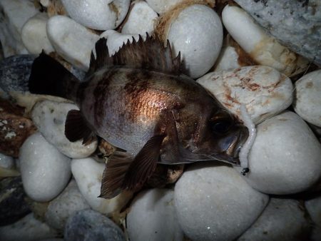 泉佐野サーフエリアでメバリング(^^)