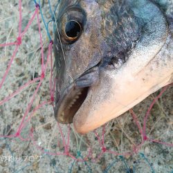 チヌ17ヒット5ゲット！