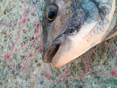 チヌ17ヒット5ゲット！