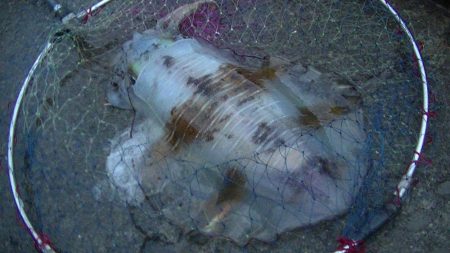 アオリイカなど