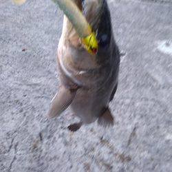 テクトロでシーバス