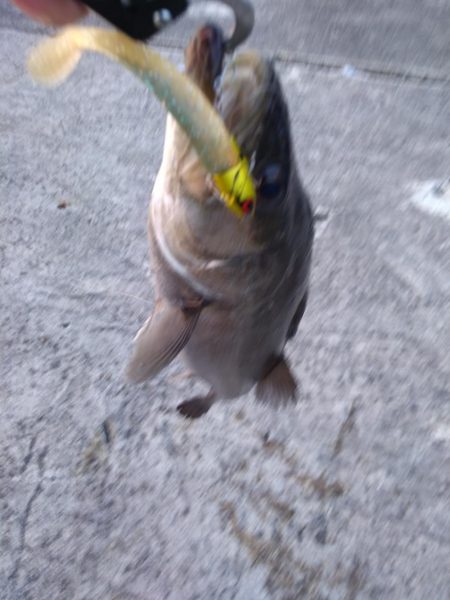 テクトロでシーバス