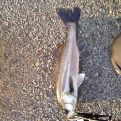 短時間釣行でシーバス