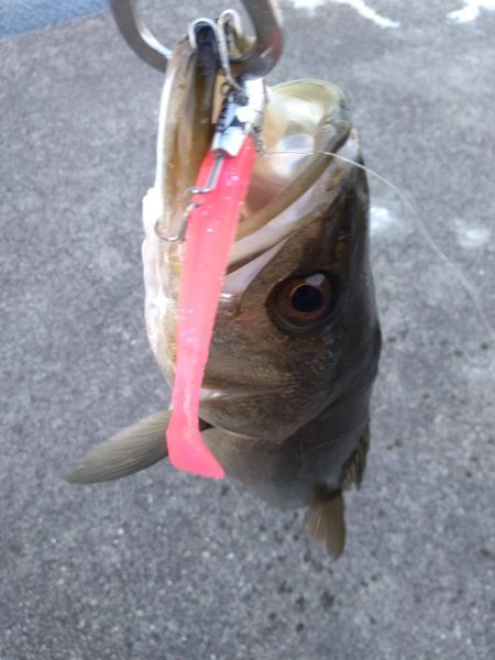 標準サイズのシーバス