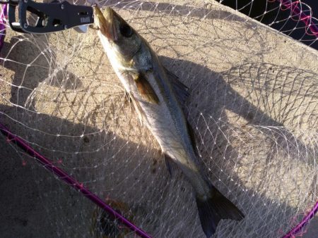 朝練シーバス　ゲット