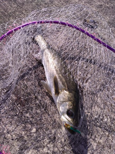 神戸港　シーバス好調