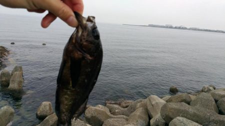 なんちゃってメバリング