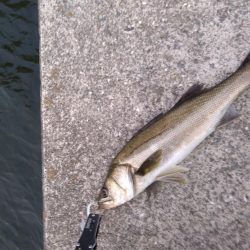 シーバス　朝練釣行