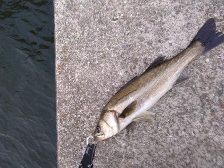 シーバス　朝練釣行