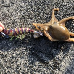 タコ、タカノハダイなど