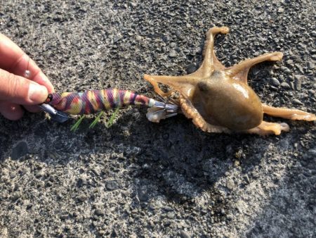 タコ、タカノハダイなど