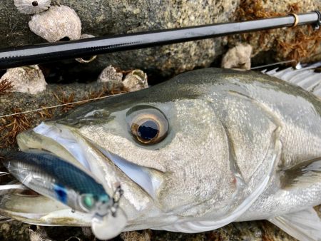 イワシパターンで完全攻略