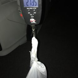 石津浜でアオリイカ２キロオーバー