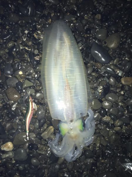 アオリイカ2キロオーバー連発！