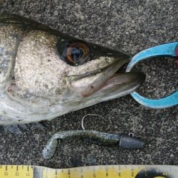 不安定な天気の合間のシーバス調査