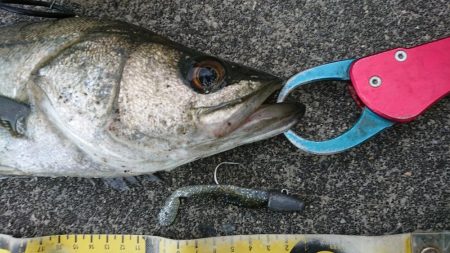 不安定な天気の合間のシーバス調査