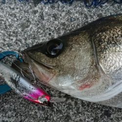 朝練夜明けシーバス調査