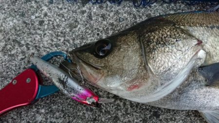 朝練夜明けシーバス調査