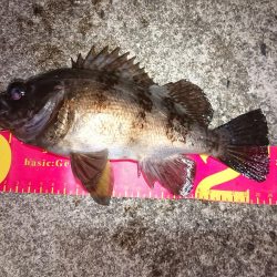 久しぶりに良型が♪