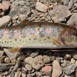 水瀬川 尺代漁業協同組合。