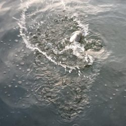 朝練バスフィッシング夕練シーバスフィッシング