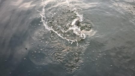 朝練バスフィッシング夕練シーバスフィッシング