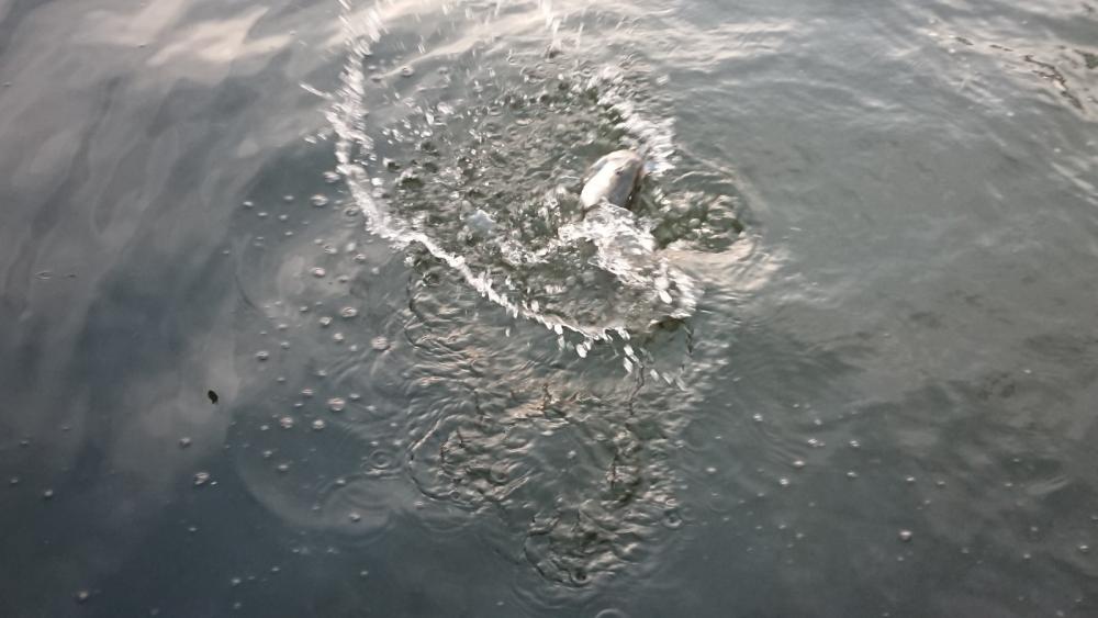 朝練バスフィッシング夕練シーバスフィッシン…