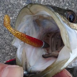 朝練バスフィッシング、夕練本気のシーバスフィッシング